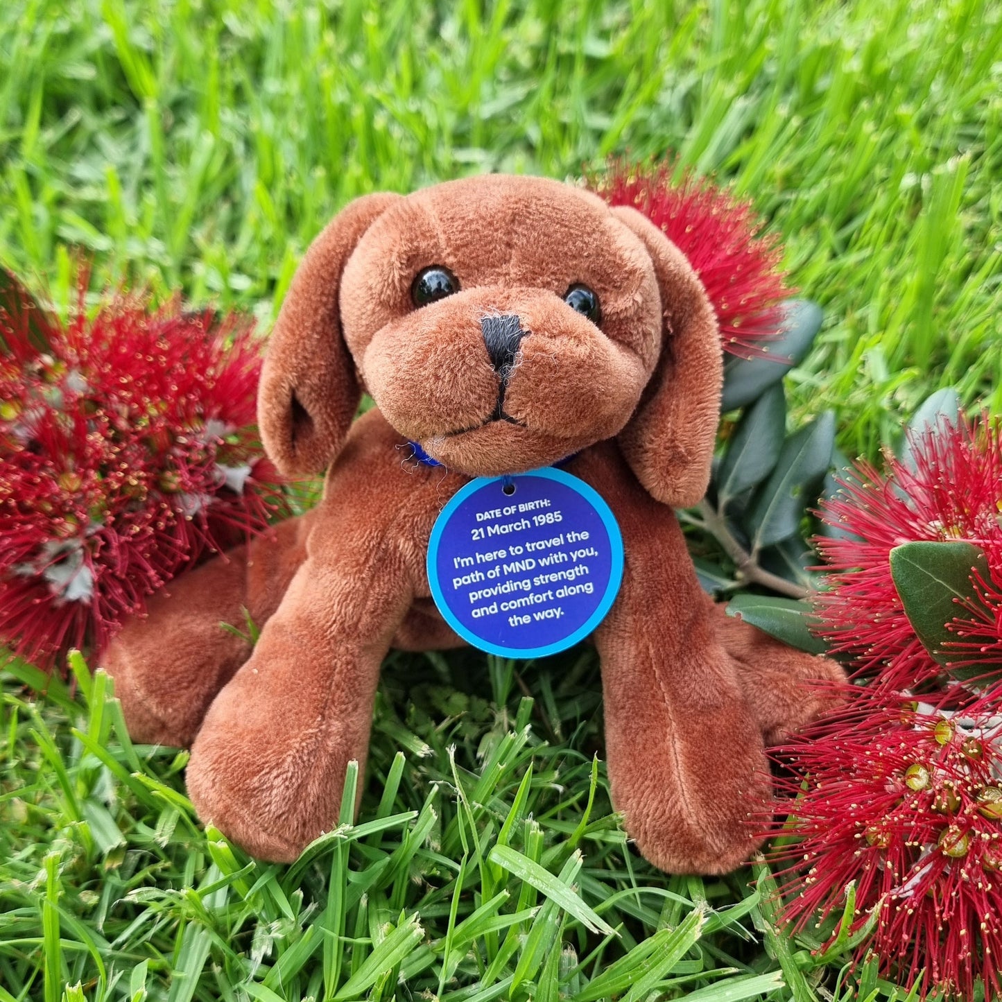 Christmas Hope Bundle – One Hope Pup & Three Cornflower Seed Packets