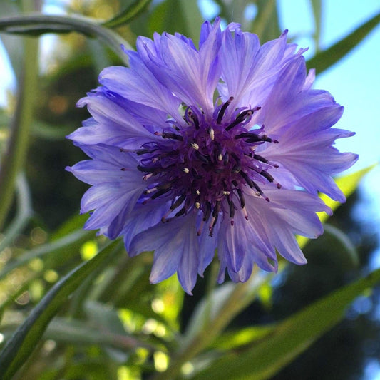 Seeds of Resilience - Blue Cornflower Seeds