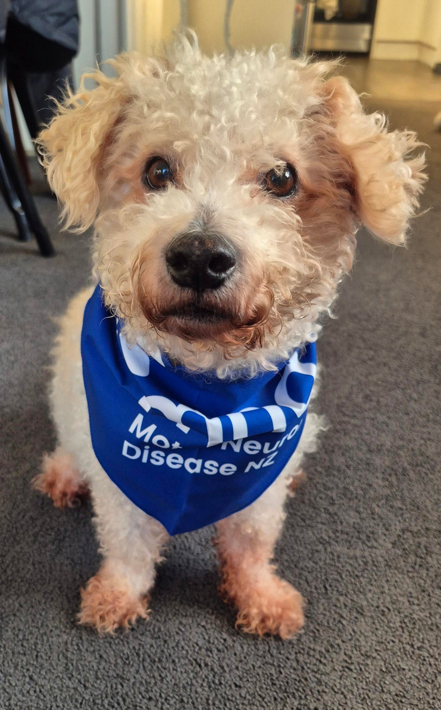 MND NZ Pets with Purpose Bandana